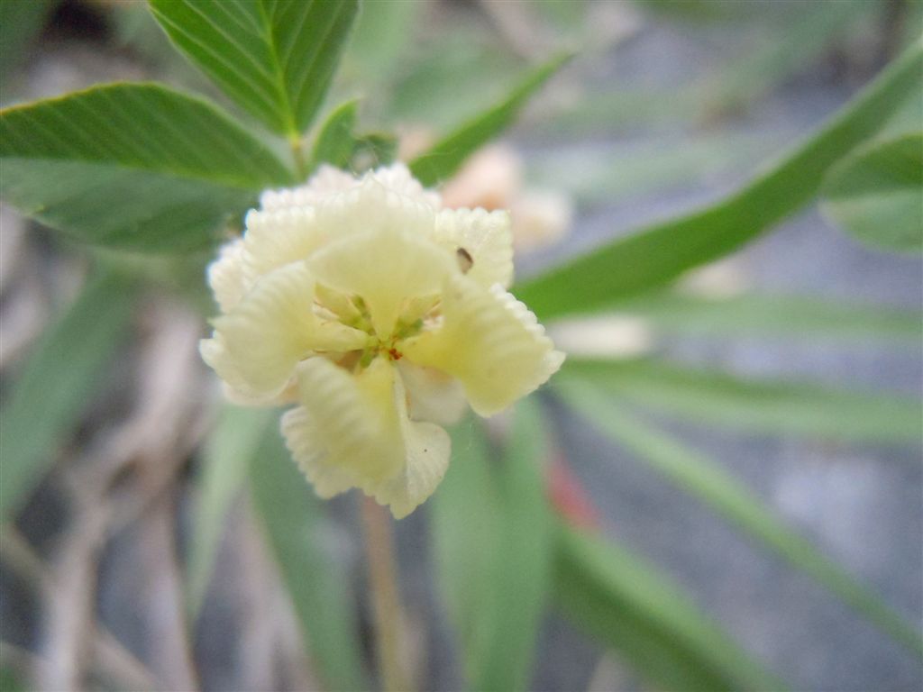 Trifolium campestre / Trifoglio campestre